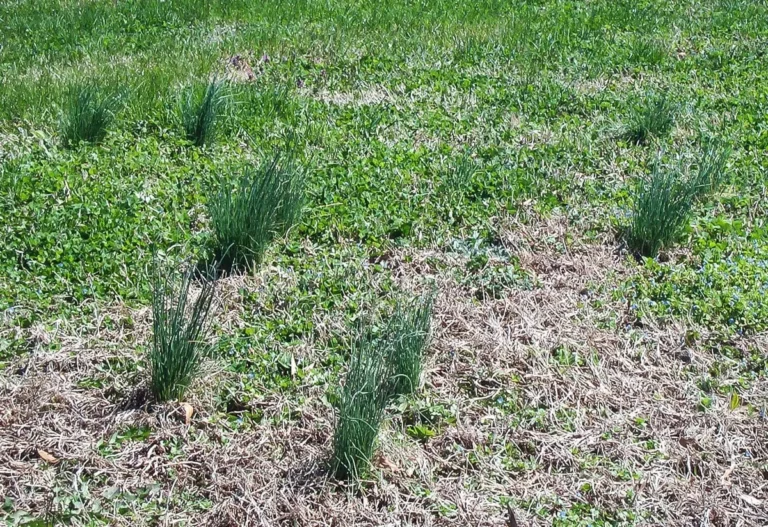 How to Get Rid of Onion Grass in Lawn