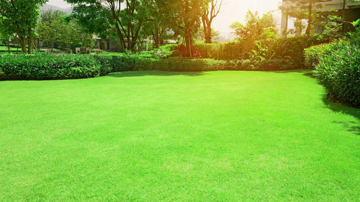how to take care of bermuda grass