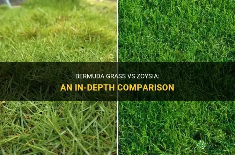 How to Tell the Difference Between Zoysia and Bermuda Grass