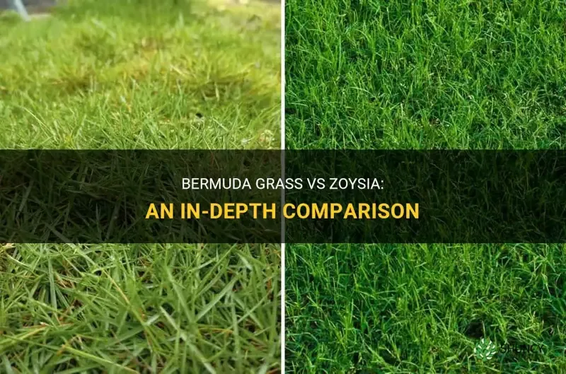 How to Tell the Difference Between Zoysia and Bermuda Grass