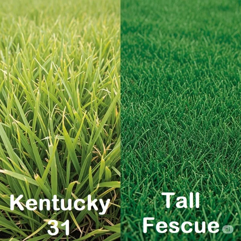 is kentucky 31 tall fescue good for lawns