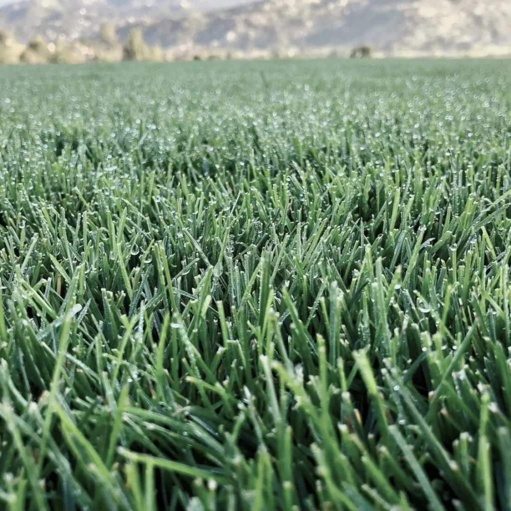 is kentucky bluegrass a cool season grass