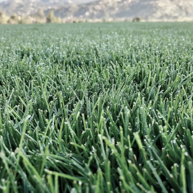 is kentucky bluegrass a cool season grass