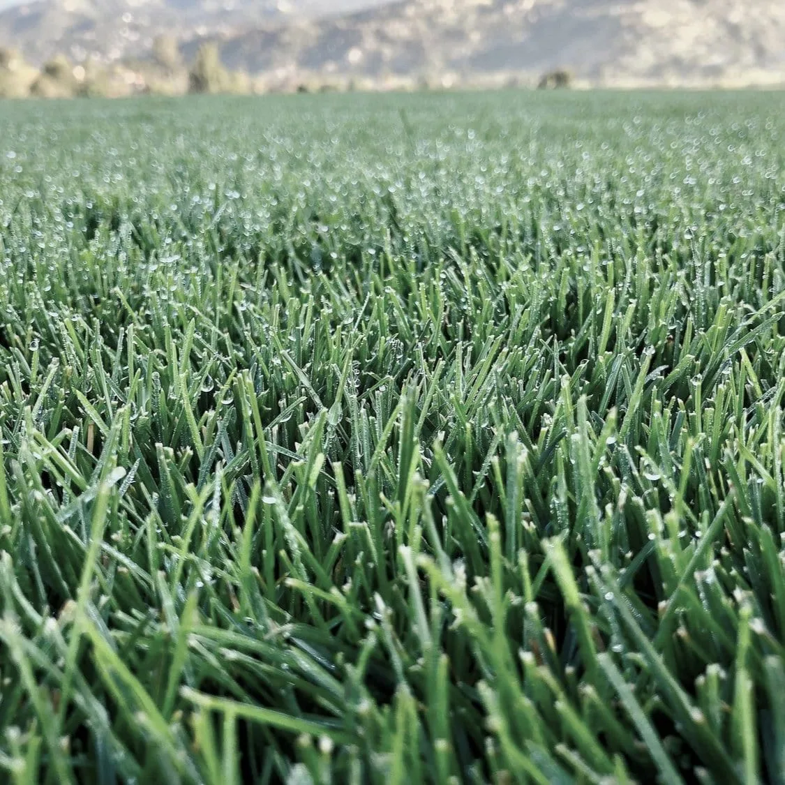 is kentucky bluegrass a cool season grass