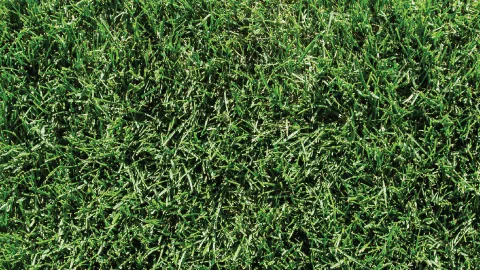 is kentucky bluegrass a perennial