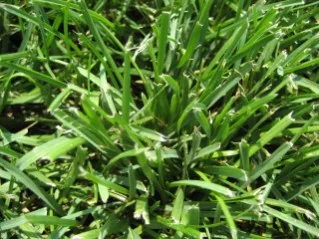 is kentucky bluegrass blue