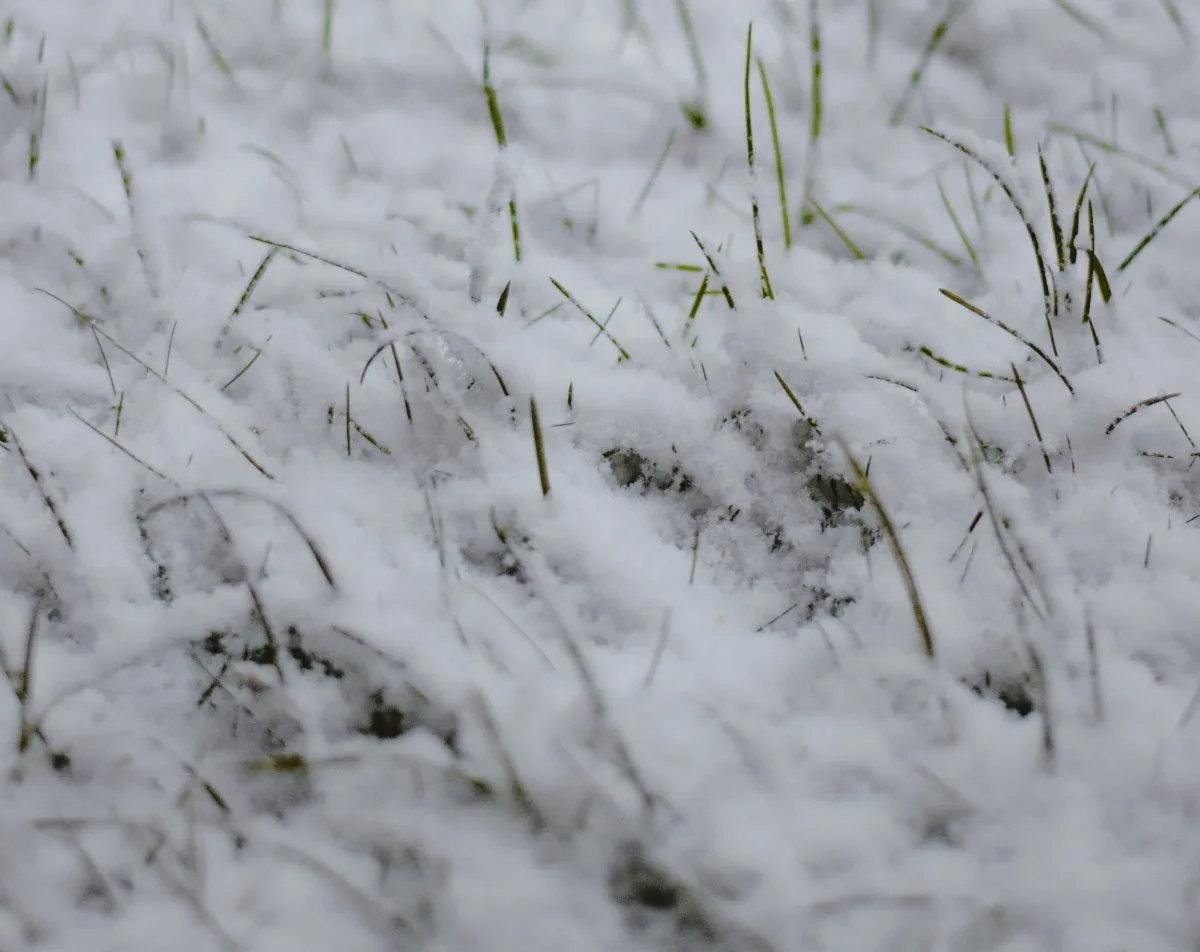 Kentucky bluegrass green under snow cover