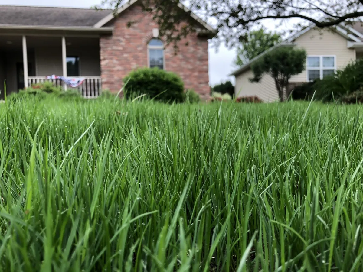 Kentucky bluegrass light angle color