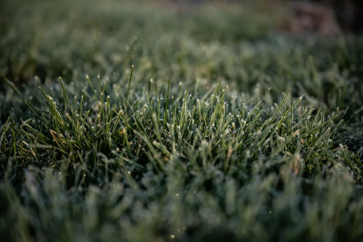 kentucky bluegrass recovery after drought