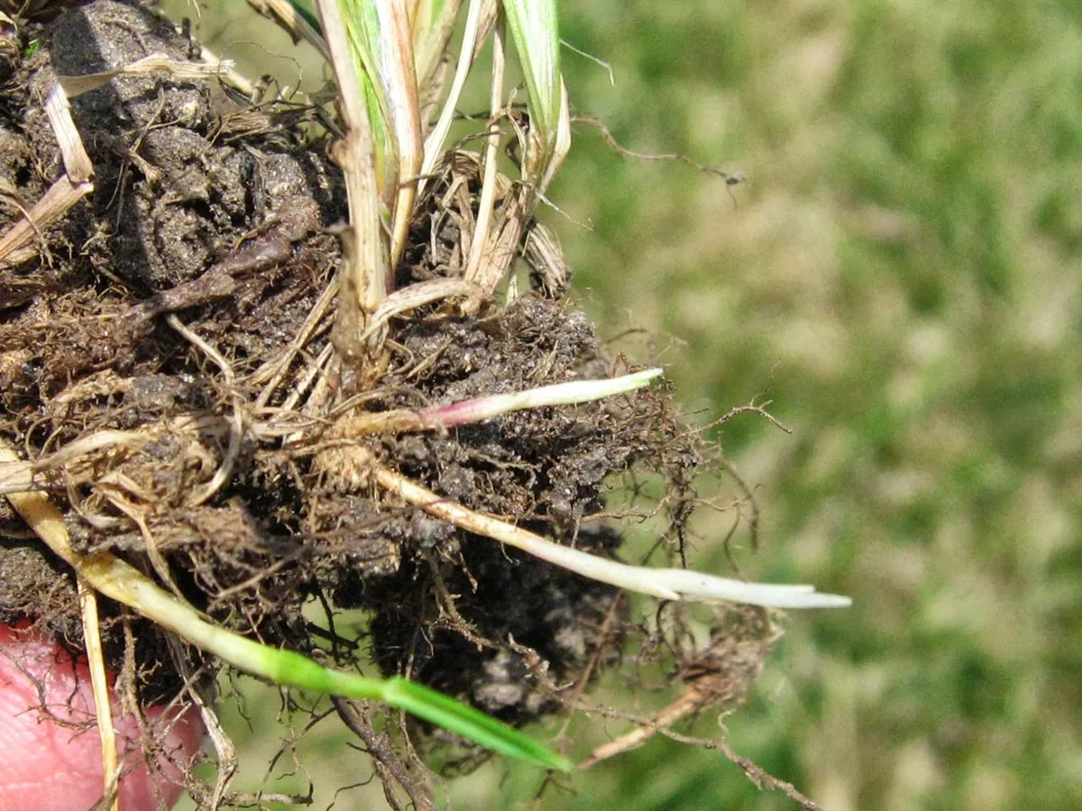 Kentucky bluegrass rhizome