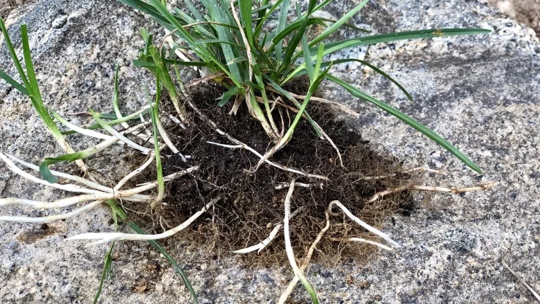 Kentucky bluegrass rhizome