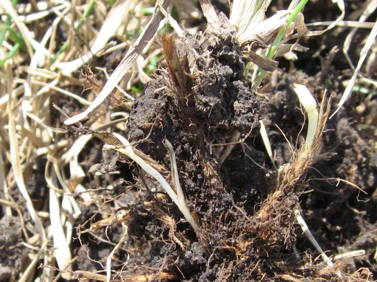 Kentucky bluegrass rhizomes