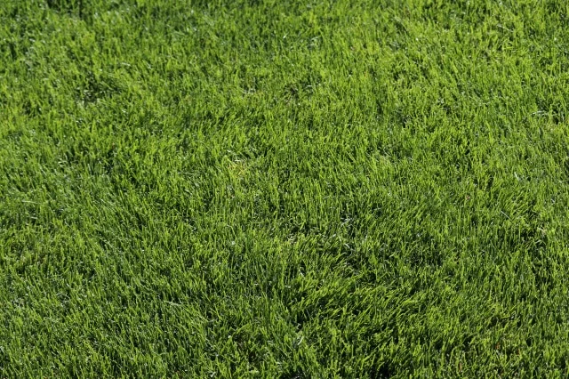 kentucky bluegrass scalping damage