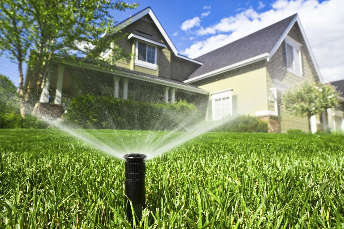 Kentucky bluegrass summer watering decision
