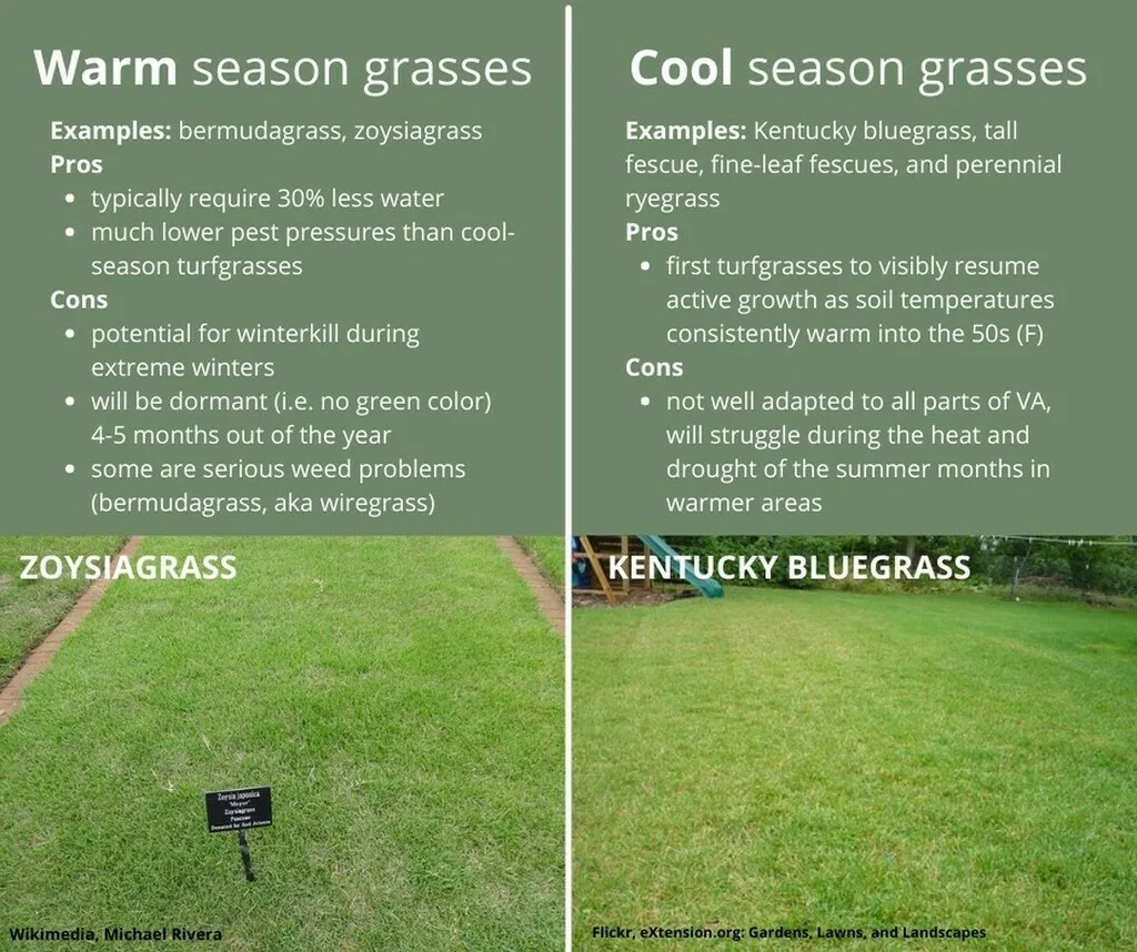 Kentucky bluegrass vs blue fescue