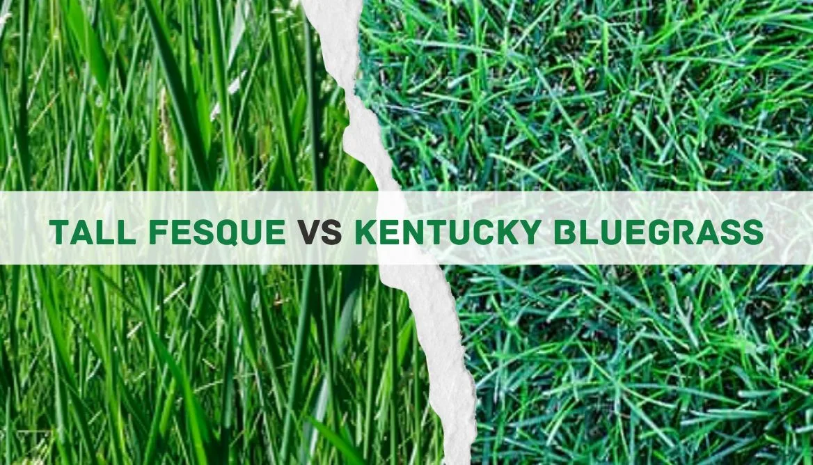 Kentucky bluegrass vs tall fescue