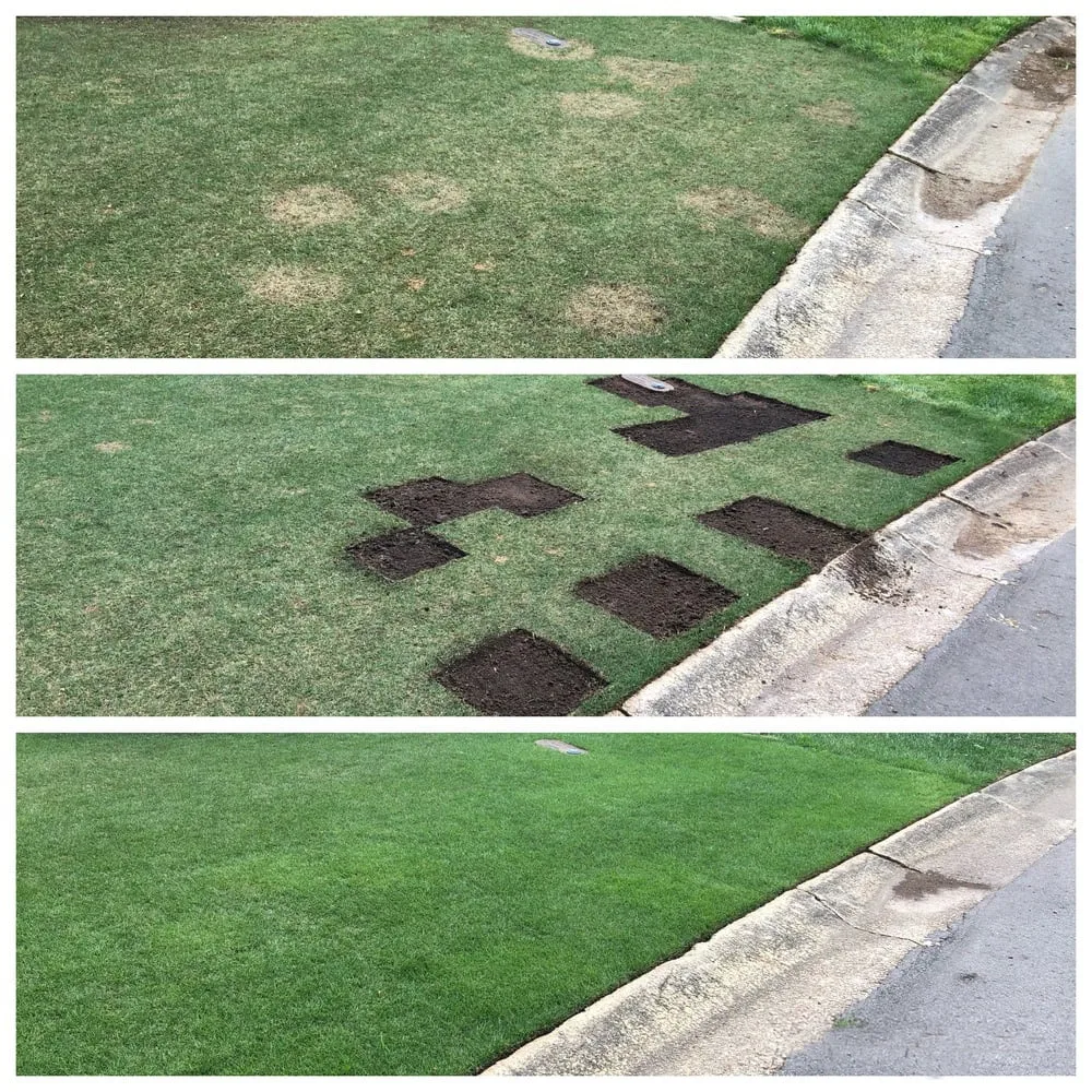 lawn sod repair