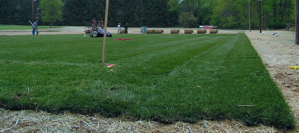 mowing Kentucky bluegrass lawn
