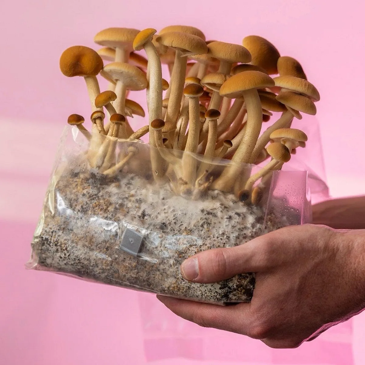 mushroom sample paper bag collection