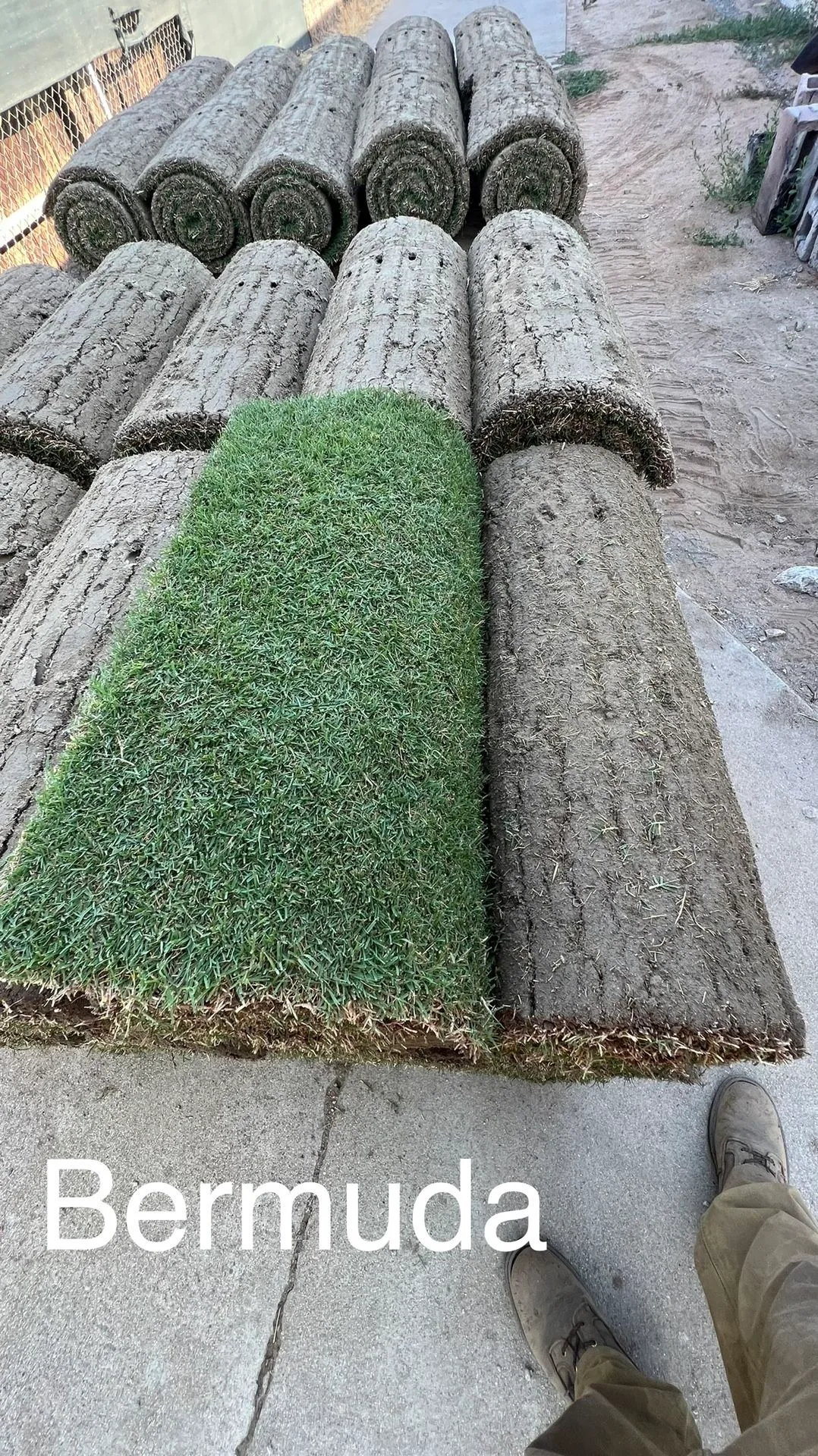 newly laid bermuda sod