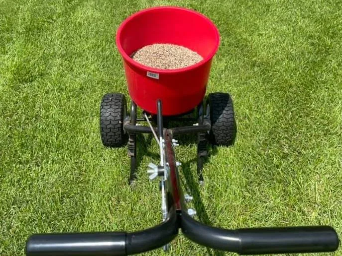 overseeding Kentucky 31