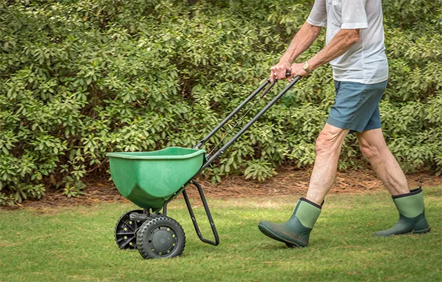overseeding Kentucky bluegrass