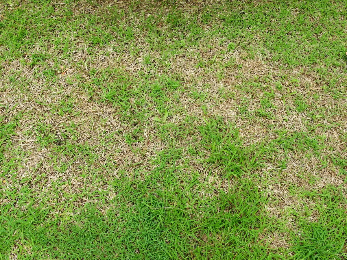 patchy lawn