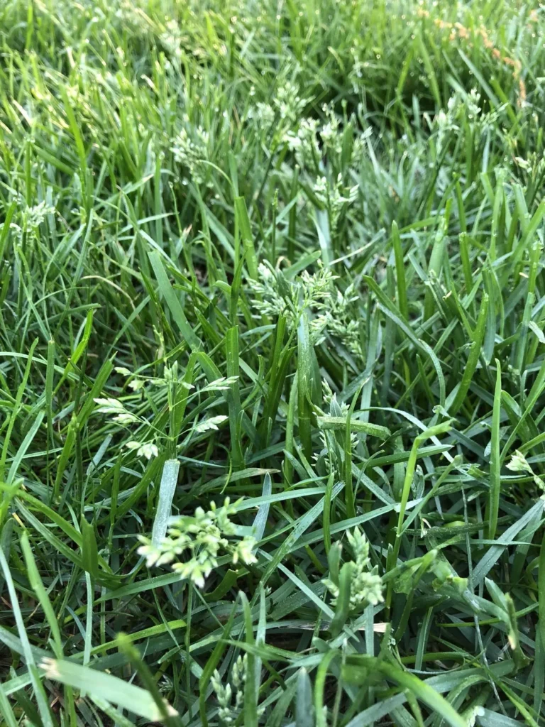 Poa annua vs Bermuda grass identification