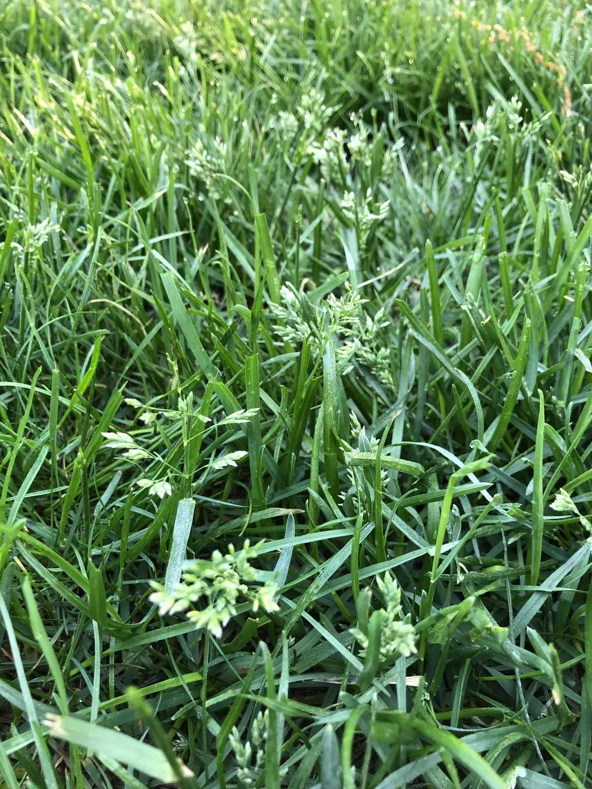 Poa annua vs Bermuda grass identification
