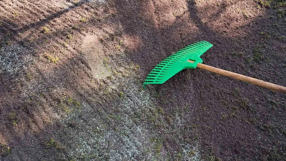 tall fescue bare soil new lawn seeding