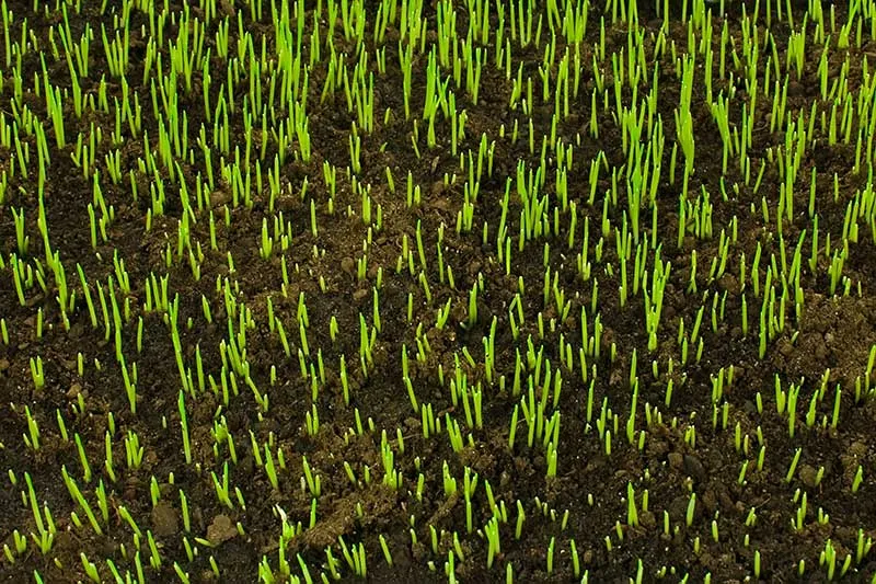 tall fescue germination