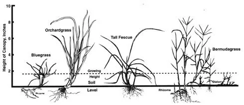tall fescue roots
