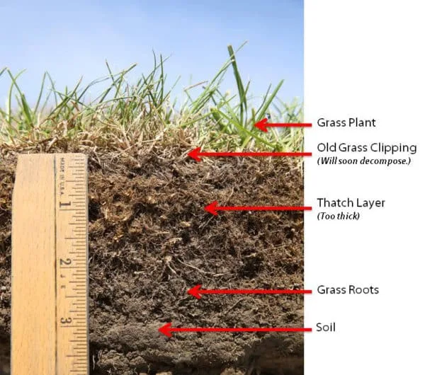 thatch layer