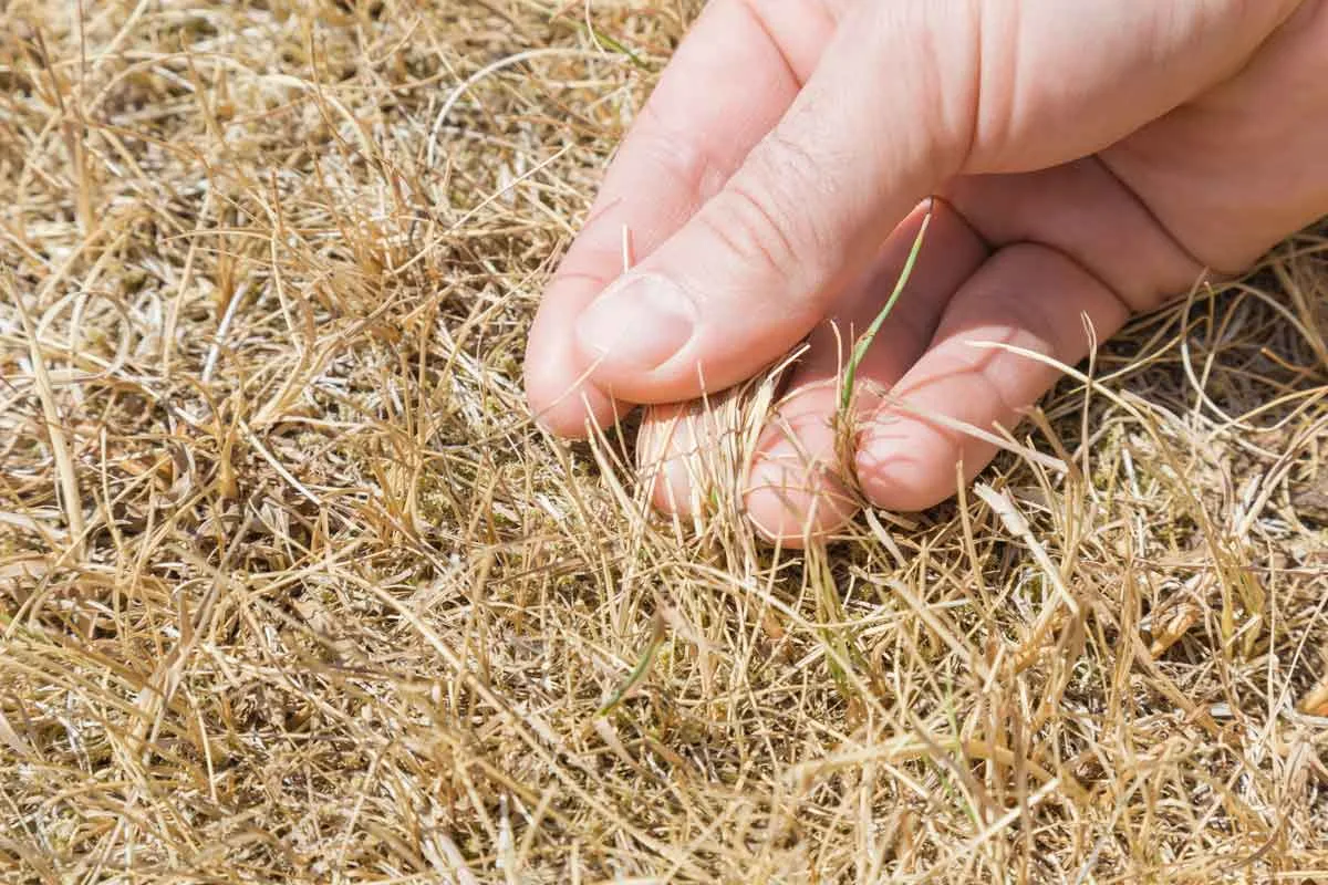tug test dormant grass