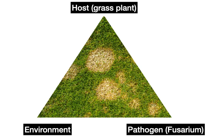 turf disease triangle