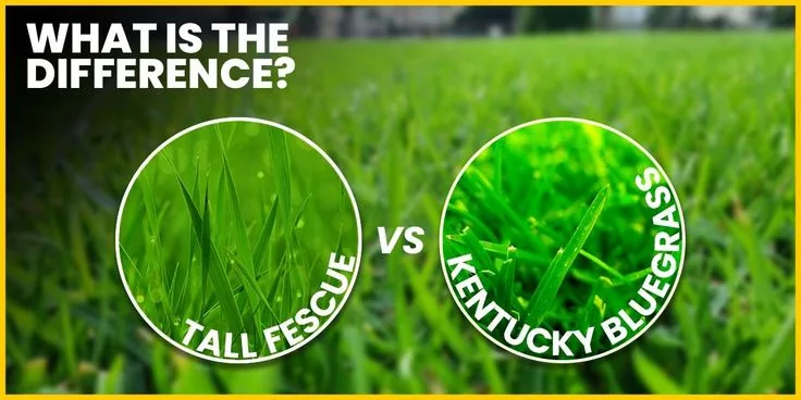 turf-type tall fescue