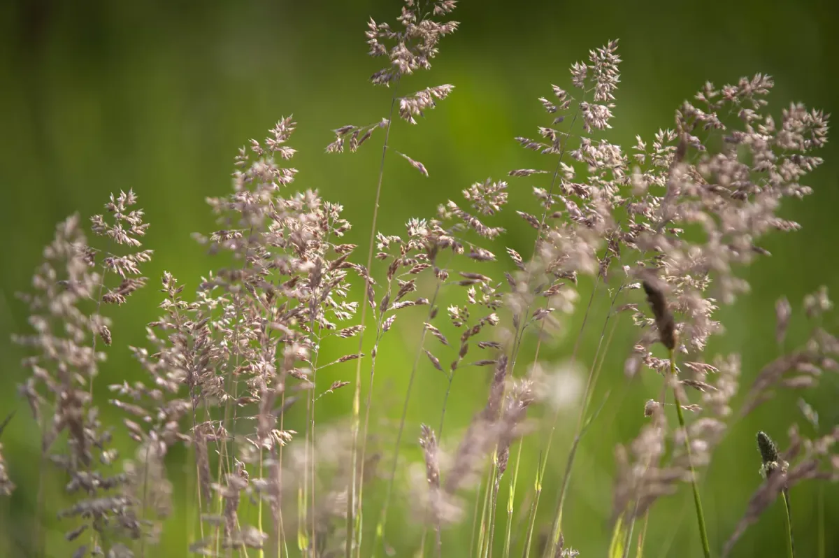 unmowed Kentucky bluegrass seed heads