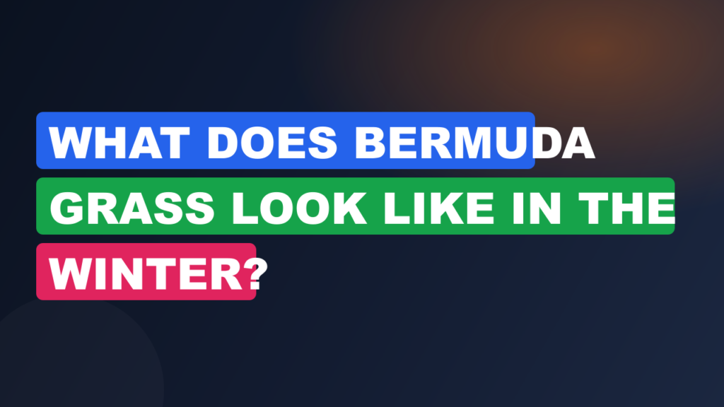 What Does Bermuda Grass Look Like in the Winter?