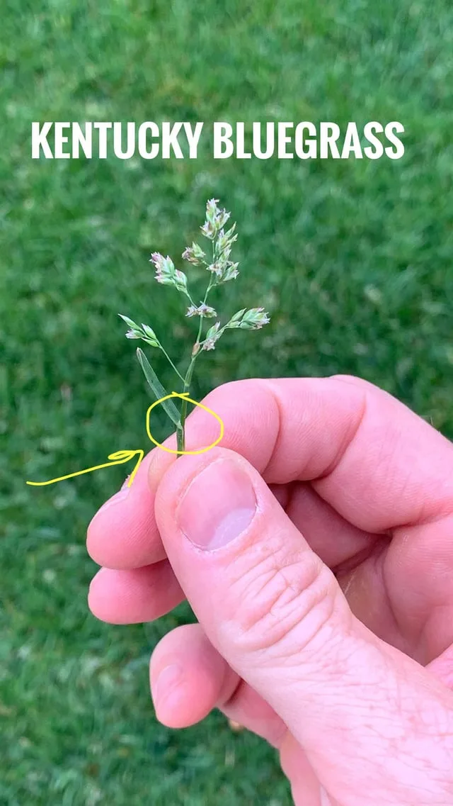 what does kentucky bluegrass look like