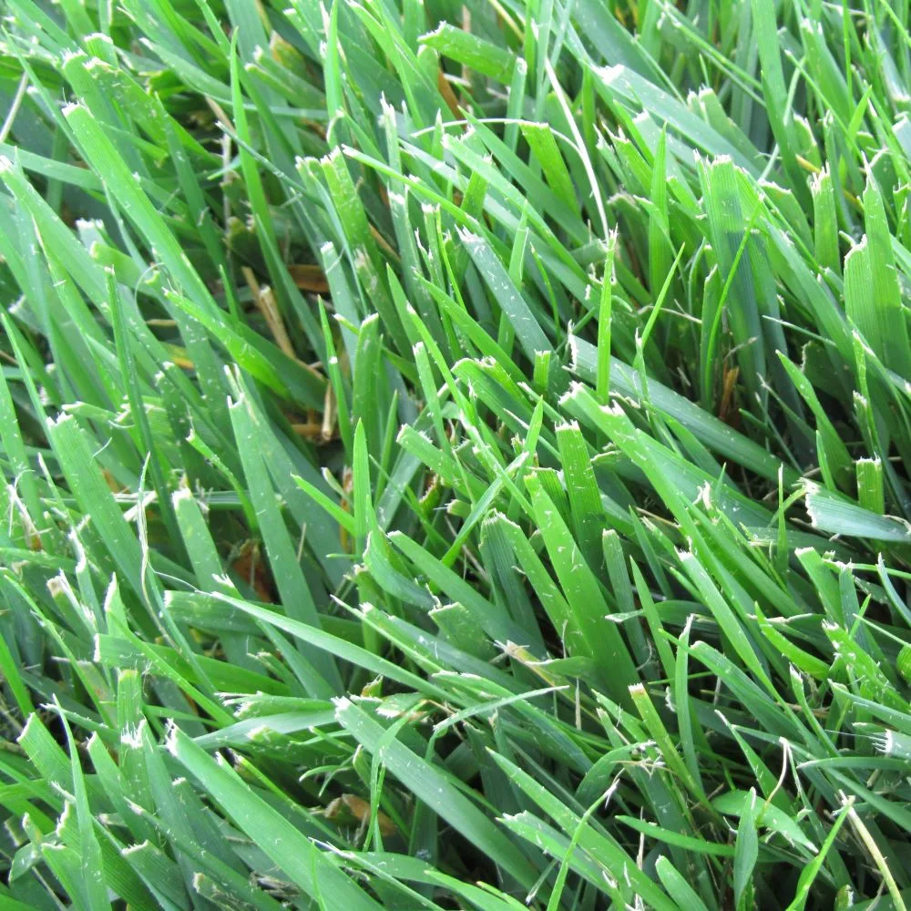 what is turf type tall fescue​