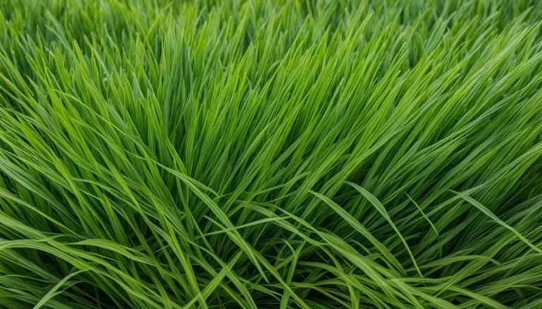 What Temp Does Bermuda Grass Grow