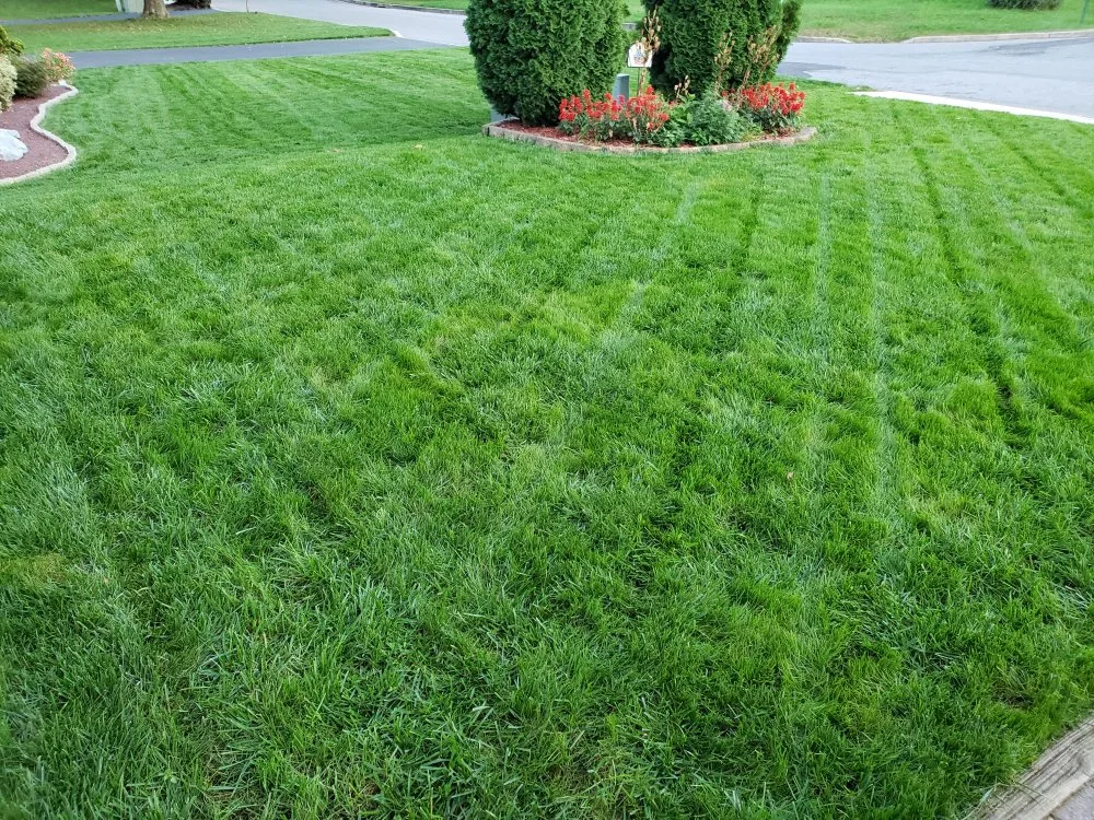 when to overseed tall fescue