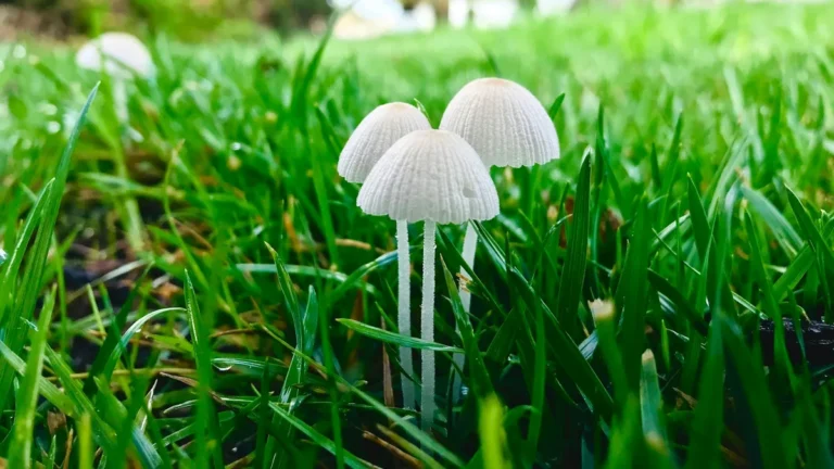 Why Do Mushrooms Grow in My Lawn