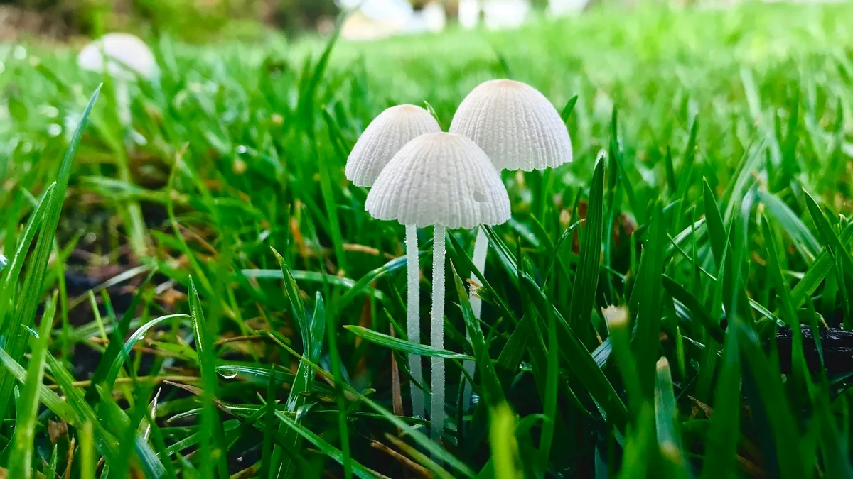 Why Do Mushrooms Grow in My Lawn