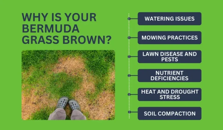 why is my bermuda grass turning brown
