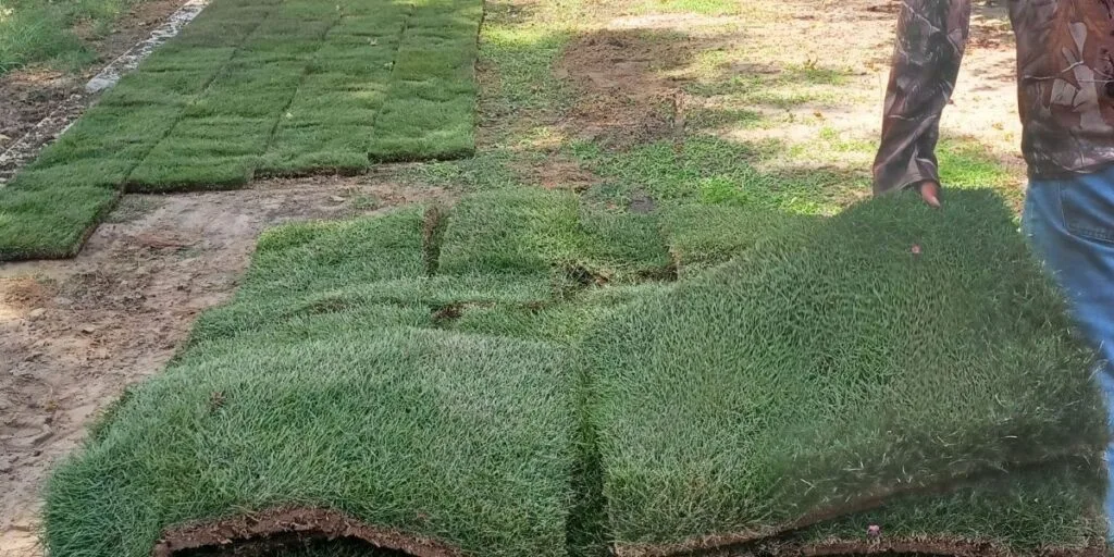 Will Bermuda Grass Grow In Shade