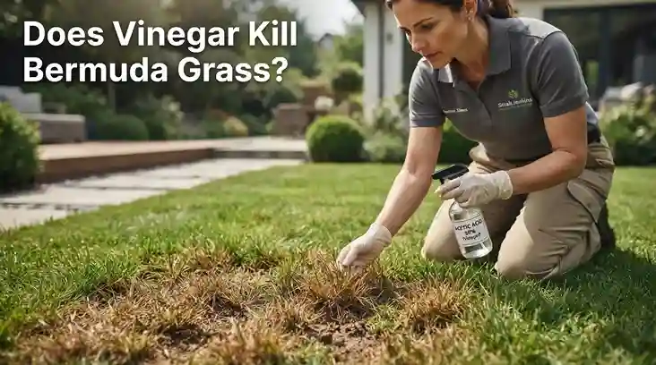 Does Vinegar Kill Bermuda Grass