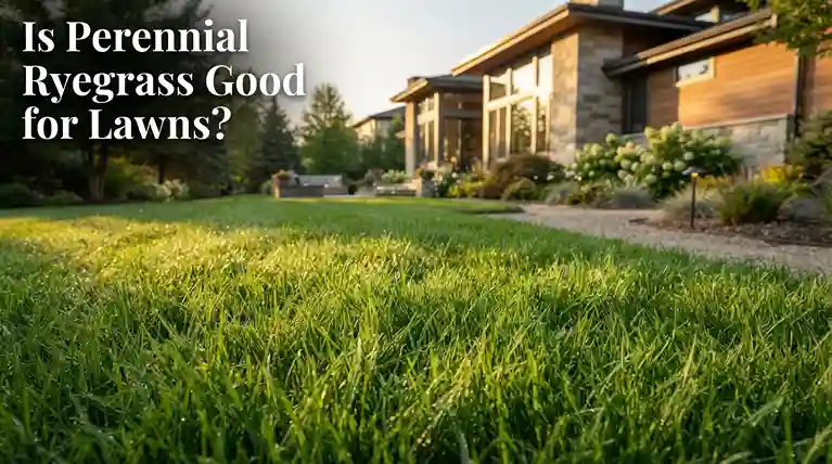 Is Perennial Ryegrass Good for Lawns