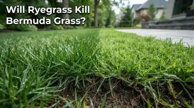 Will Ryegrass Kill Bermuda Grass