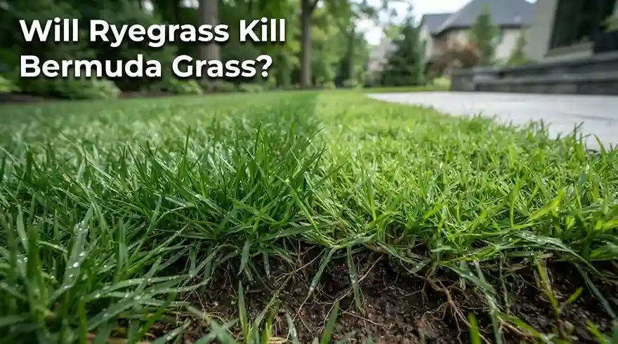 Will Ryegrass Kill Bermuda Grass